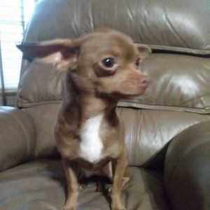 Meet your Posher, Jesse